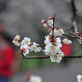 Lạc giữa xứ mơ Kairakuen